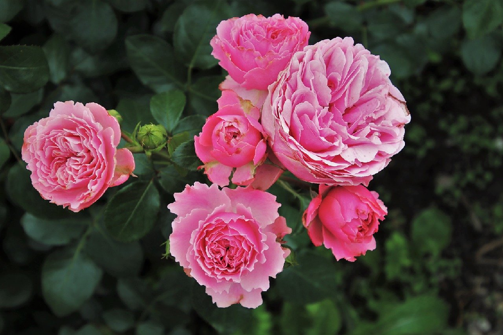 Róże ogrodowe jako najbardziej popularne kwiaty